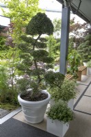 Arbres nuageux dans le jardin The Lexus Kansho-niwa Experience au BBC Gardener's World Live 2022