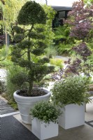 Arbres nuageux dans le jardin The Lexus Kansho-niwa Experience au BBC Gardener's World Live 2022