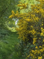 Ulex europaeus - L'ajonc commun en fleur, East Ruston Heath Norfolk UK