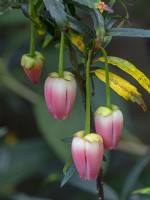 Crinodendron hookerianum 'Ada Hoffmann' novembre