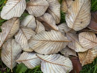 Sorbus hedlundii feuilles mortes
