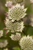 Astrantia major 'Buckland' à la fin de l'été.