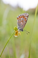 Polyommatus icarus - Papillon bleu commun mâle