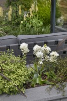 Ornithogalum dans le jardin Nurture Through Nature au BBC Gardener's World Live 2022