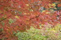 Acer rubrum 'Brandy wine' à Bodenham Arboretum, octobre