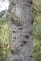 Cedrus Libani ssp. Écorce de Brevifolia à Bodenham Arboretum, octobre