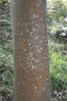 Écorce d'Acer Pseudoplatanus variegatum à Bodenham Arboretum, octobre