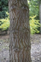 Écorce d'Abies Concolor à Bodenham Arboretum, octobre