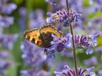 Aglais urticae - Petit papillon écaille se nourrissant de fleurs Nepeta