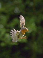 Erithacus rubecula aux abords - Robin européen en vol