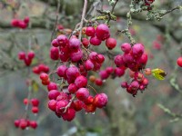 Fruits de Malus x robusta 'Red Sentinel' en novembre