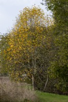 Liriodendron tulipifera 'Glen Gold' en pleine couleur d'automne qui se démarque des arbres environnants.
