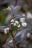 Persicaria microcephala 'Dragon rouge'