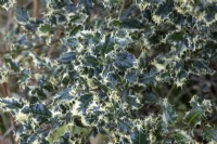 Ilex aquifolium 'Ferox Argentea' - Houx