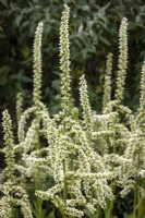 Veratrum californicum - Lis de maïs de Californie, faux hellébore de Californie