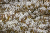 La fleur d'Amelanchier lamarckii - Snowy mespilus, Juneberry