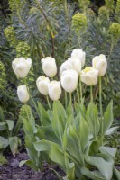 Tulipe 'Ivory Floradale'