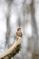 Coccothraustes-Hawfinch mâle reposant sur une branche