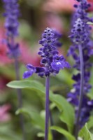 Salvia farinacea 'Velocity Blue' syn 'Salv Bule'