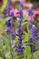 Salvia farinacea 'Velocity Blue' syn 'Salv Bule'