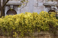 Rose grimpante jaune, Rosa banksiae 'Lutea' brouille le long du haut d'un vieux mur de briques avec des arcades en clé de voûte classiques derrière.