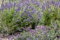 Agastache foeniculum et Verbena rigida 'Santos Purple' prospèrent parmi le gravier du jardin sec de West Dean Gardens.