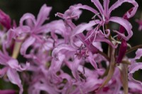 Fleurs de nérine bowdenii. Lys Bowden. Fermer. Whitstone Farm, Devon NGS jardin, automne
