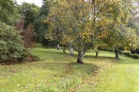 Une variété d'arbres sont dispersés parmi l'herbe dans un jardin informel de style cottage. Whitstone Farm, Devon NGS jardin, automne