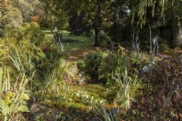 Un étang est couvert de feuilles automnales et de mauvaises herbes d'étang dans un jardin informel de style campagnard. Whitstone Farm, Devon NGS jardin, automne