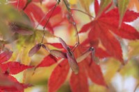 Graines d'acer devant un arrière-plan de feuilles d'acer rouges floues. Whitstone Farm, Devon NGS jardin, automne