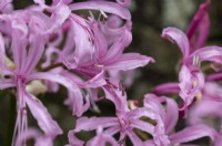 Fleurs de nérine bowdenii. Lys Bowden. Fermer. Whitstone Farm, Devon NGS jardin, automne