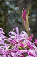 Fleurs et bouton floral de Nerine bowdenii. Lys Bowden. Fermer. Whitstone Farm, Devon NGS jardin, automne