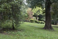Divers arbres et arbustes cultivés dans un jardin de style campagnard informel en pente. Whitstone Farm, Devon NGS jardin, automne