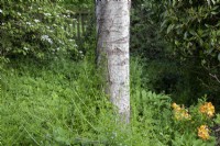 Galium aparine tronc grimpant de Betula pendula - Juin