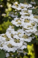 Viburnum plicatum 'Cascade' - boule de neige japonaise - juin