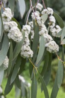 Eucalyptus pauciflora subsp. niphophila - gomme des neiges - juin