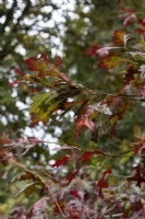 Feuillage d'automne d'un chêne écarlate, Quercus coccinea. Whitstone Farm, Devon NGS jardin, automne