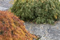 Deux acers à faible croissance de chaque côté d'un chemin pavé avec des feuilles suspendues sur les bords du chemin. Whitstone Farm, Devon NGS jardin, automne