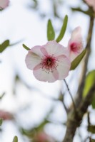 Eucryphia Lucida 'Ballerine'