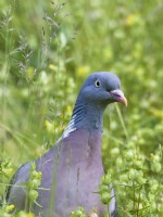 Columba palumbus - Pigeon ramier dans le pré