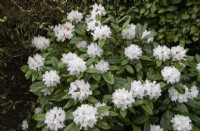 Rhododendron Christmas Cheer, hybride caucasicum. Whitstone Farm, Devon NGS jardin, automne