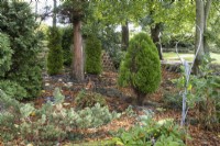 Les conifères poussent dans un peuplement d'arbres dans un jardin informel de style cottage. Whitstone Farm, Devon NGS jardin, automne