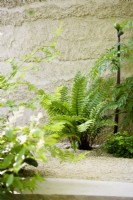 Dryopteris cycadina et Angelica dahurica près du mur. The Mind Garden, Designer : Andy Sturgeon, RHS Chelsea Flower Show 2022 - Médaille d'or