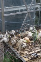 Les oignons cultivés à la maison sèchent sur une grille dans une serre. L'automne.
