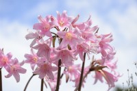 Amaryllis belladone