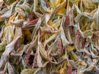 Hedychium densiflorum - Ginger Lily feuillage et baies couvertes de givre