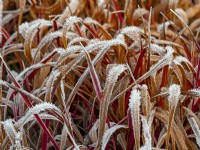 Imperata cylindrica 'Rubra' - Herbe sanglante japonaise Hiver Décembre