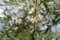 Eucryphia moorei