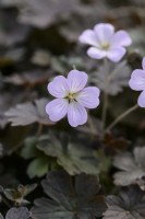 Géranium 'Dusky Crug'