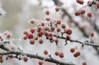 Malus Adirondack - Pomme sauvage dans le givre